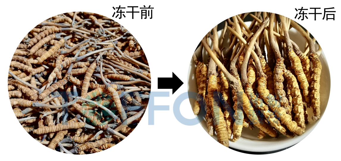 冷凍干燥機