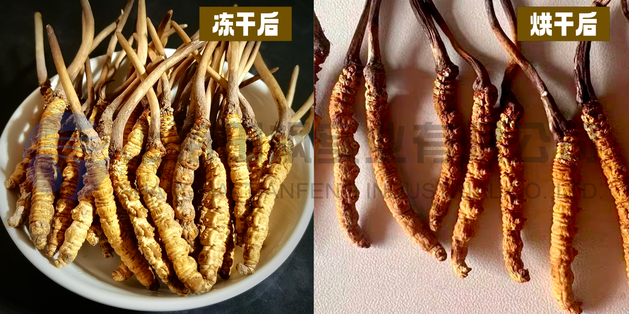 冷凍干燥機