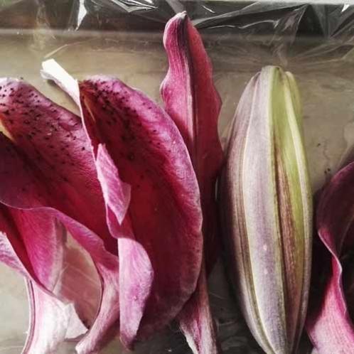 鮮花百合花卉凍干