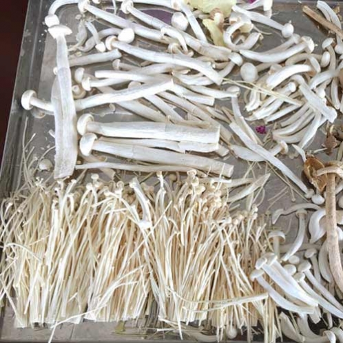 金針菇茶樹菇菌類凍干