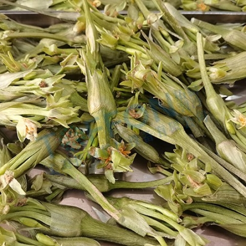 水芙蓉凍干：藥材冷凍干燥機應用水芙蓉凍干