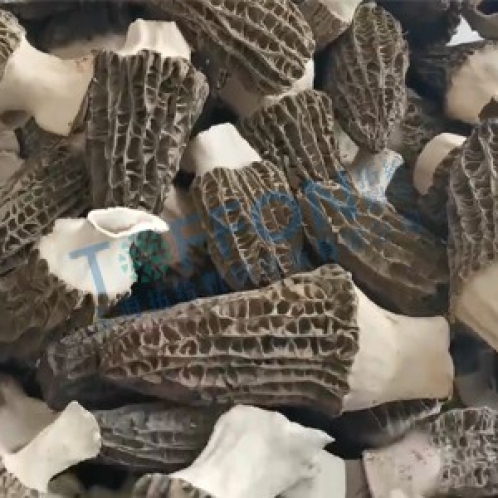 羊肚菌凍干：食用菌凍干機應用羊肚菌凍干加工
